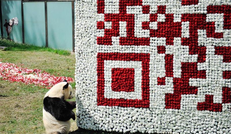 Panda posa en un gigantesco código QR