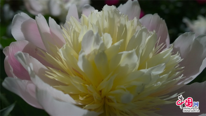 Disfruta de las flores de la Gran Muralla de Jinshanling