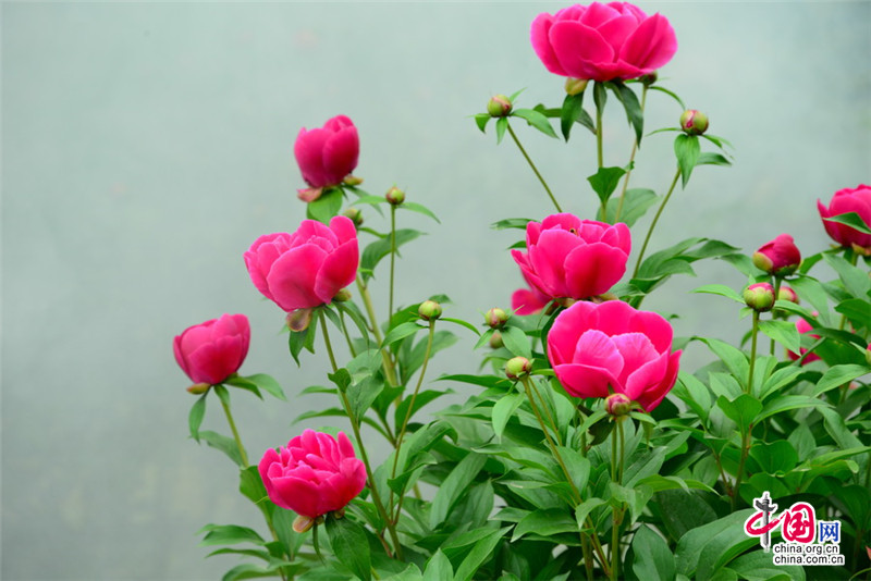 Disfruta de las flores de la Gran Muralla de Jinshanling