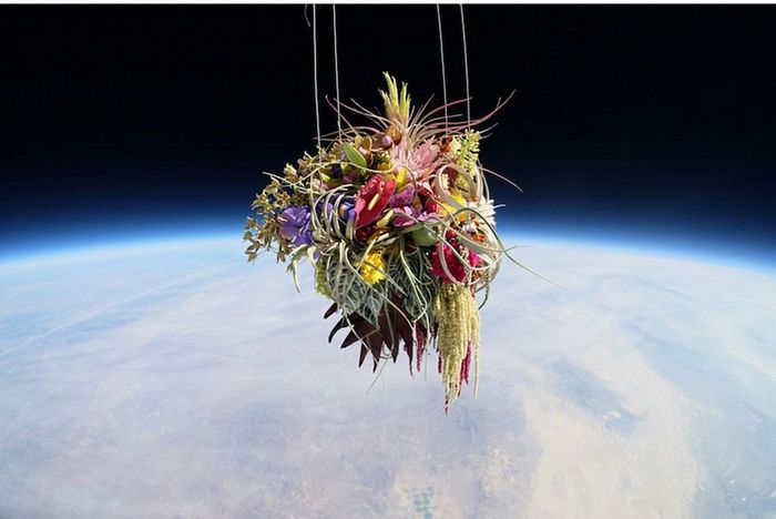 Plantas a 30 kilómetros de altitud