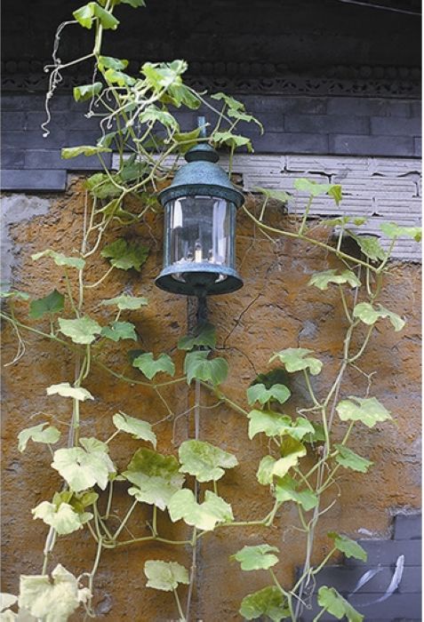 De vuelta a la naturaleza