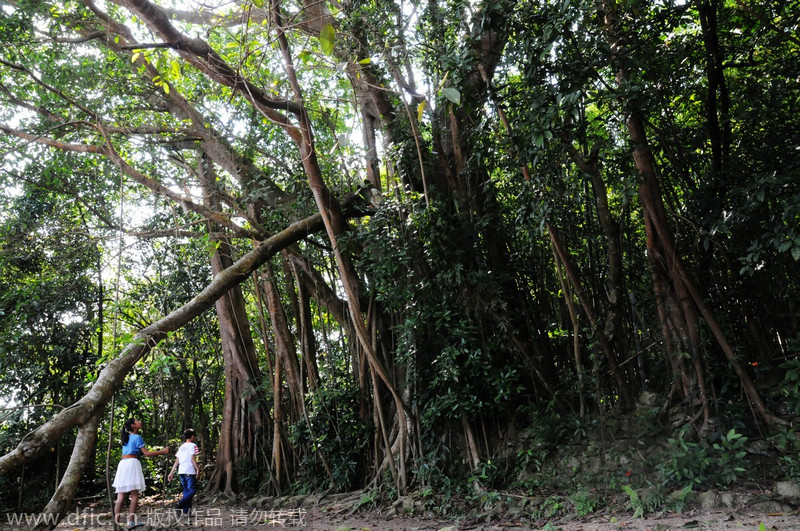 Dos jóvenes y un árbol de higuera de 1300 a?os, Dongxin, Guangxi Zhuang. 29 de abril de 2013. [Foto/IC]