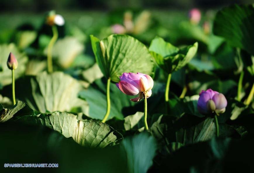 Heilongjiang: Bello paisaje de Lago Yueya en Hulin 