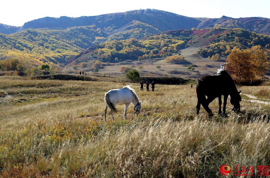 Gentil oto?o en Hongshan 