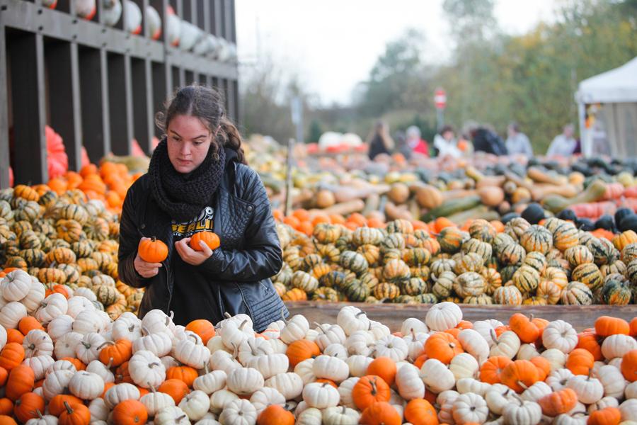 Exhibición anual de calabazas en Alemania