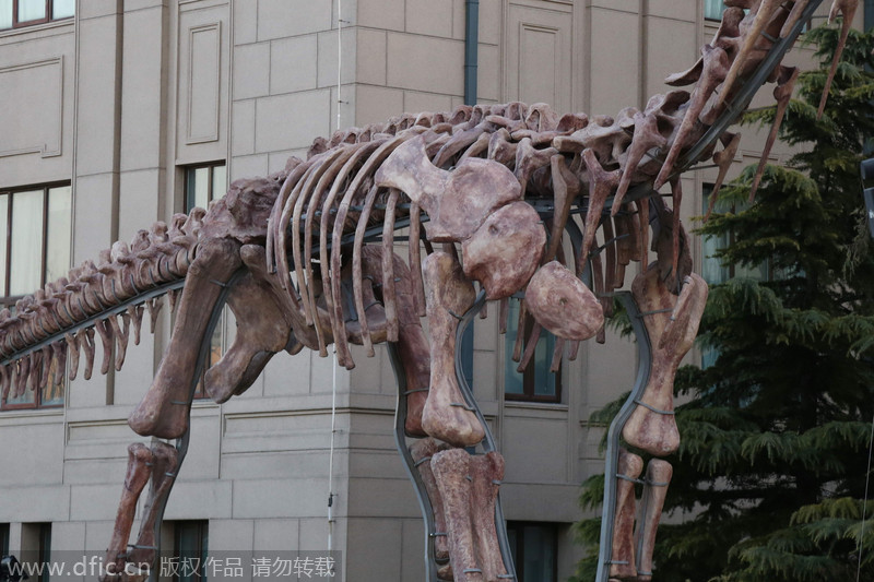 Un dinosaurio gigante recorrerá china
