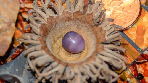 Una mujer casi se traga una perla única valorada en 3.000 dólares