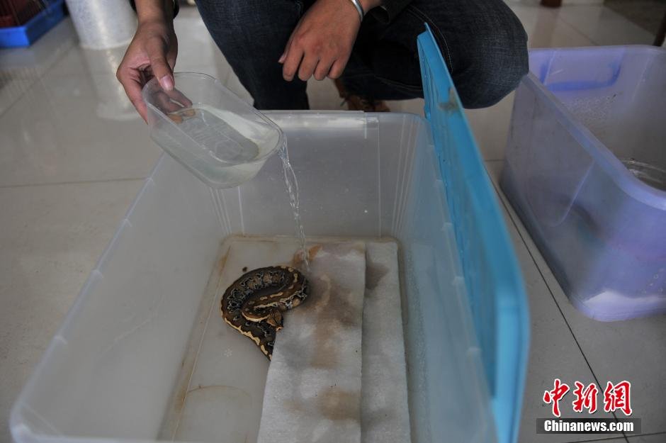 Jóven vive con serpientes durante 10 a?os