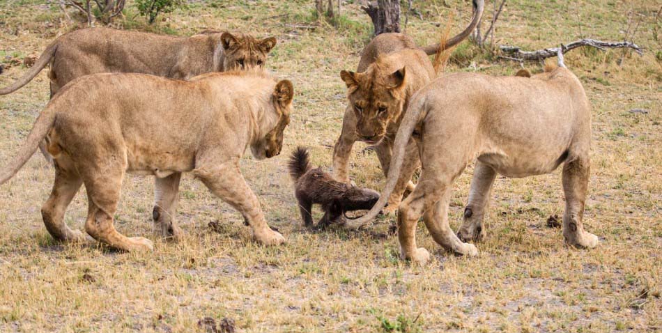 Pelea entre 1 ratel y 8 leones