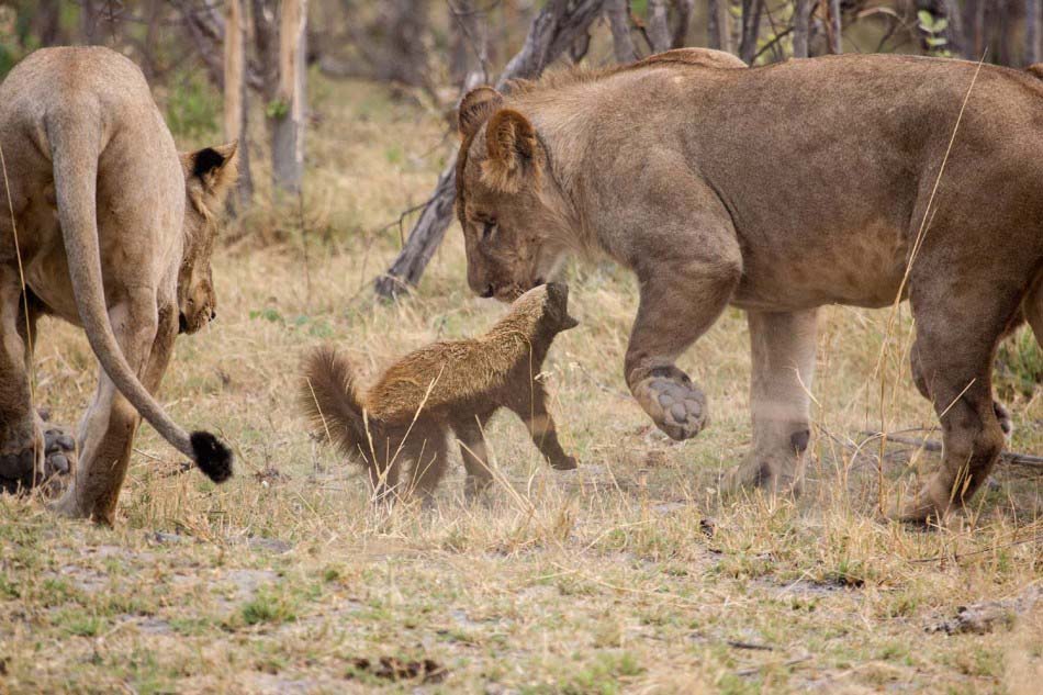 Pelea entre 1 ratel y 8 leones