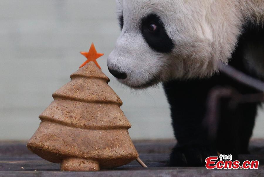 Panda recibe regalo de Navidad en el Zoo de Edimburgo