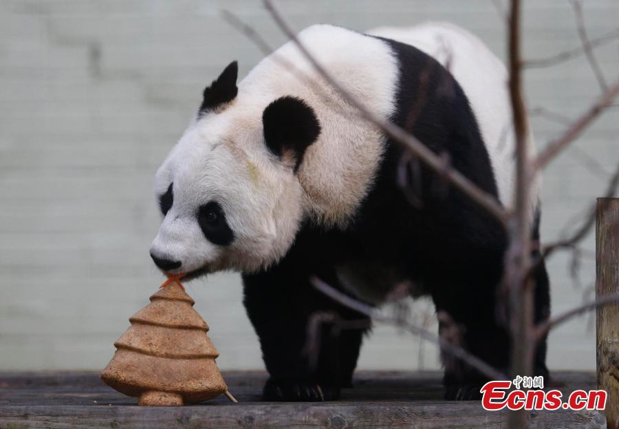Panda recibe regalo de Navidad en el Zoo de Edimburgo