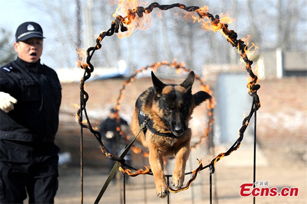 Perros policía se preparan para el éxodo de a?o nuevo chino