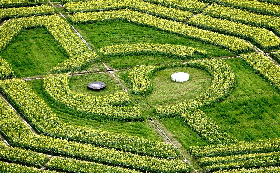 Símbolo de la armonía hecho con flores de colza