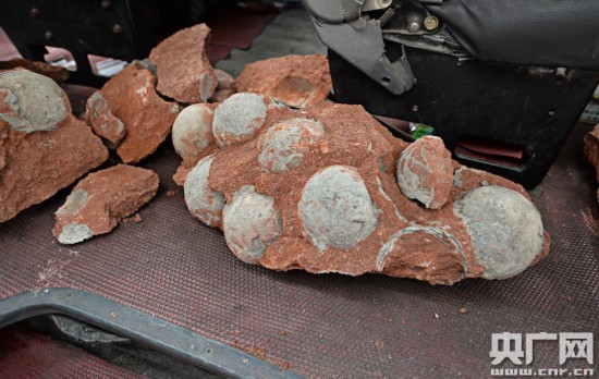 Encuentran 43 huevos de dinosaurio en el sur de China