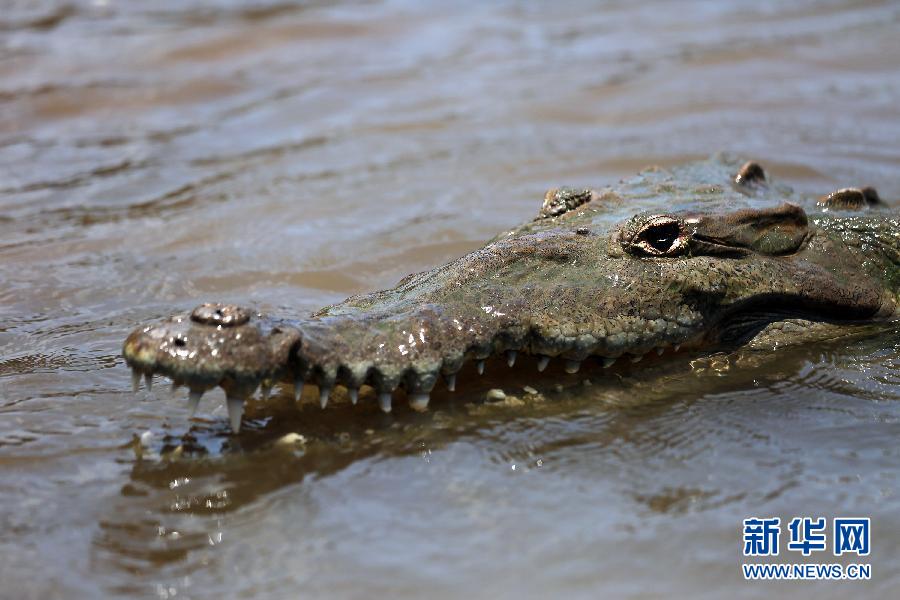 Versión real de“Cocodrilo Dundee” en Costa Rica