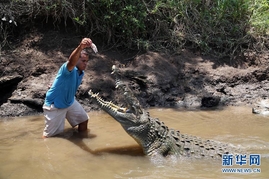 Versión real de“Cocodrilo Dundee” en Costa Rica