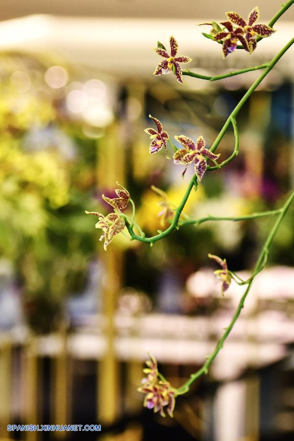 Tailandia: Exhiben más que 120 tipos de orquídeas en Bangkok 3
