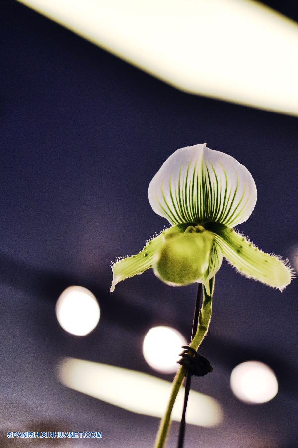 Tailandia: Exhiben más que 120 tipos de orquídeas en Bangkok 10