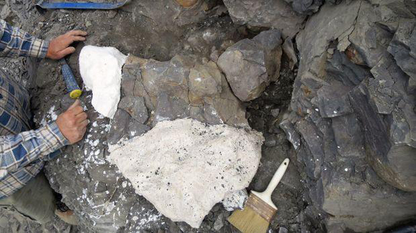 Hallan fósil de un reptil marino de hace 70 millones de a?os