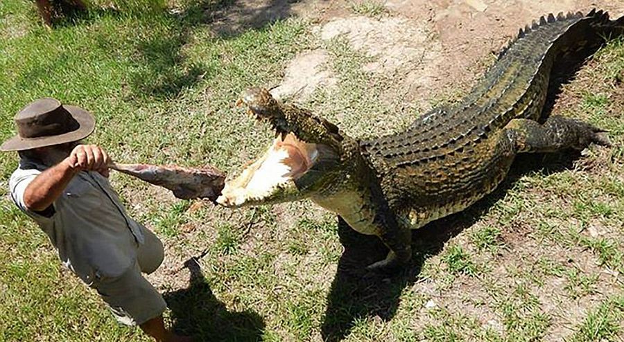 Robert Bredl, el jinete de cocodrilos y encantador de reptiles