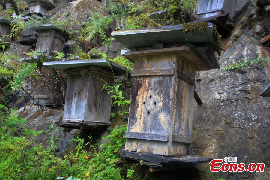 Impresionante pared de colmenas en una reserva natural