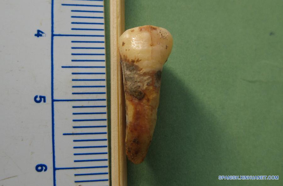 Fósiles de dientes cubren lagunas sobre evolución humana