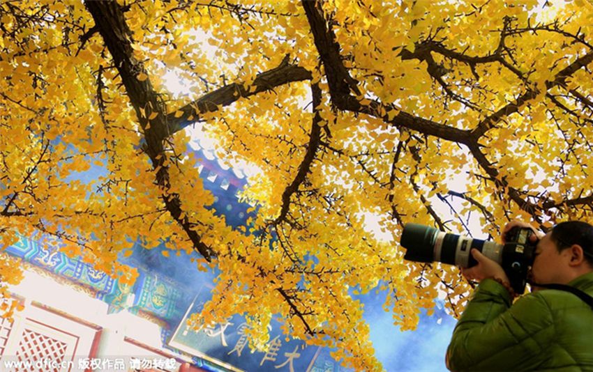 árboles milenarios de Gingko atraen a turistas en Pekín 3