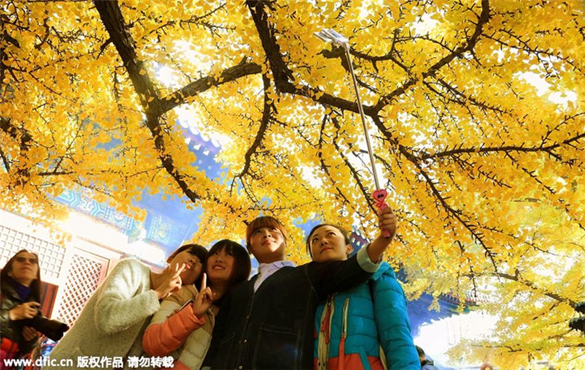 árboles milenarios de Gingko atraen a turistas en Pekín 4
