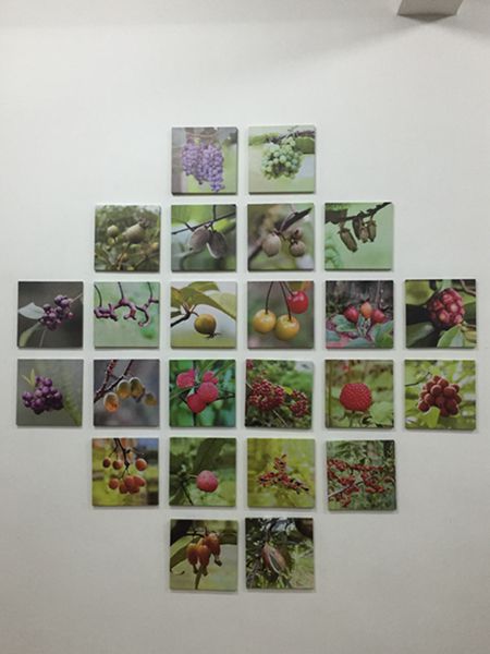 Periodistas extranjeros visitan el centro de frutas silvestres Gentleman Valley de Chongyi