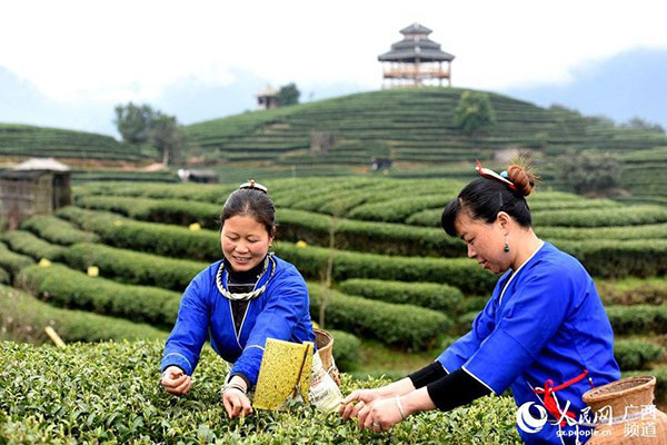 Agricultores de té recogen la primera cosecha de primavera en Guangxi