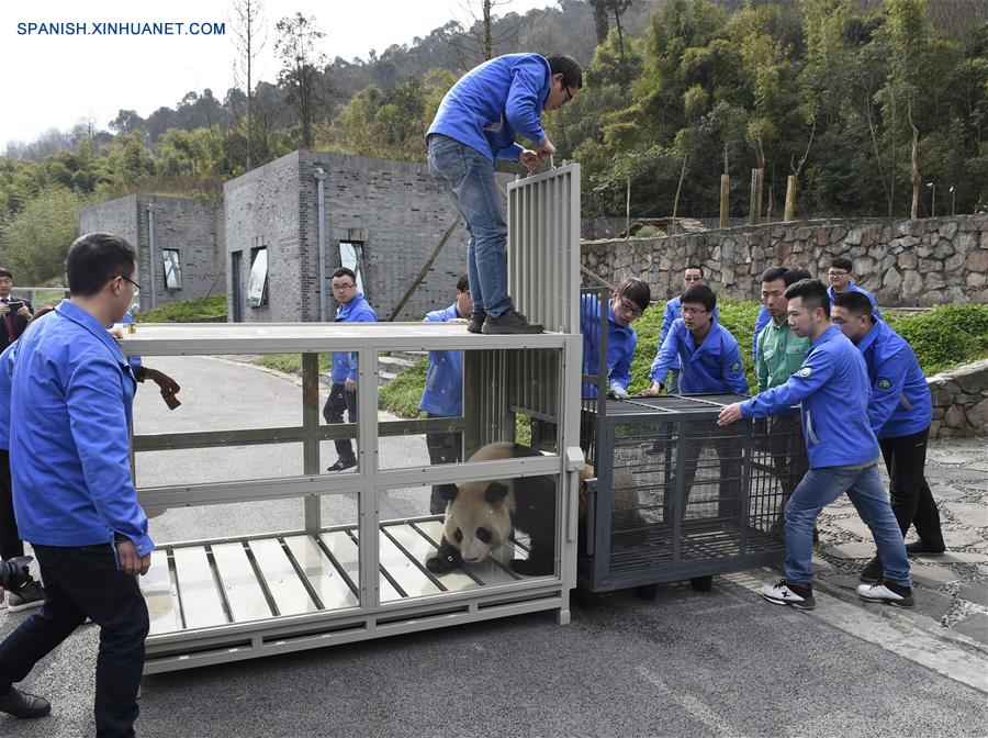 Pareja de pandas chinos, listos para nueva vida en República de Corea