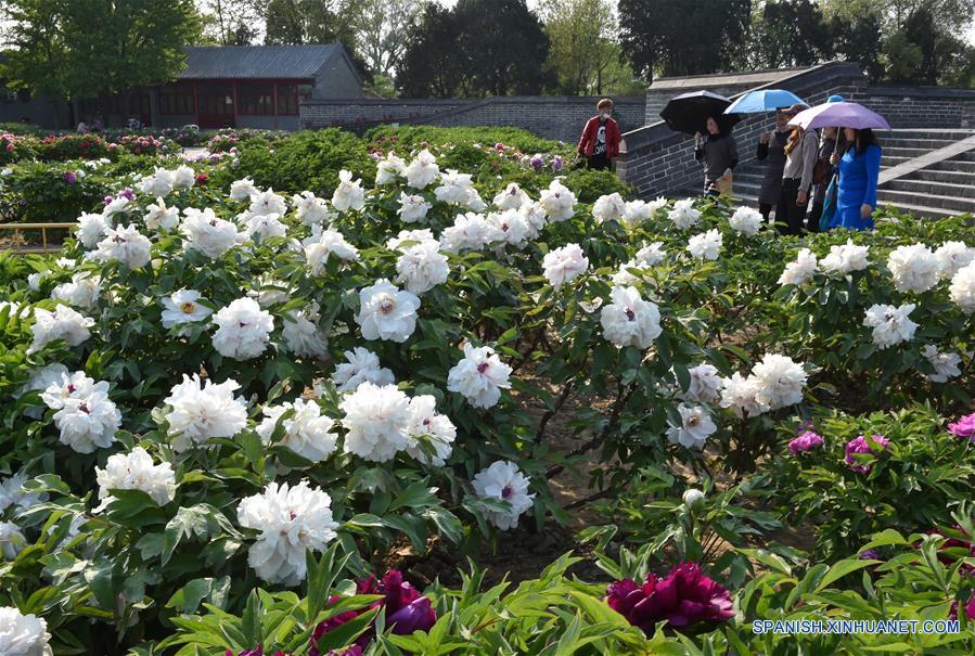 Flores en el Parque de Beijing