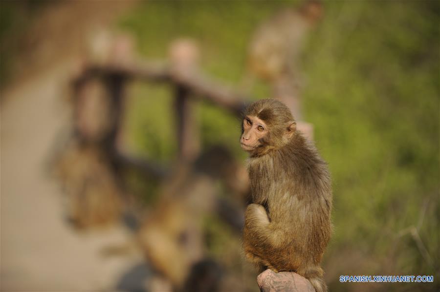 Macacos de monta?a de Shuangta, Hebei