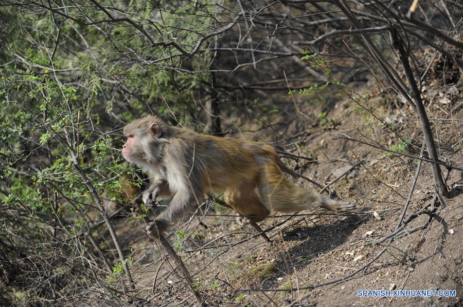 Macacos de monta?a de Shuangta, Hebei