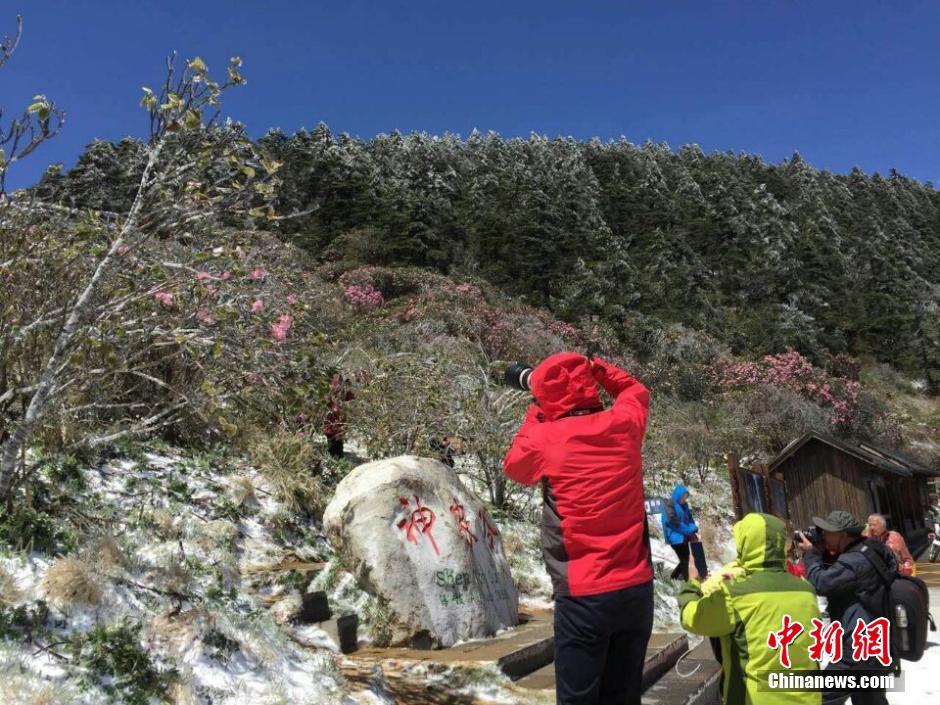 Rosadelfas cubiertas de hielo después de una nevada en Shenlongjia