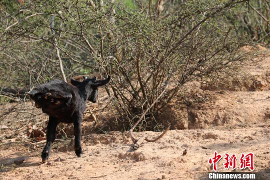 Cabra caminando sobre dos patas 