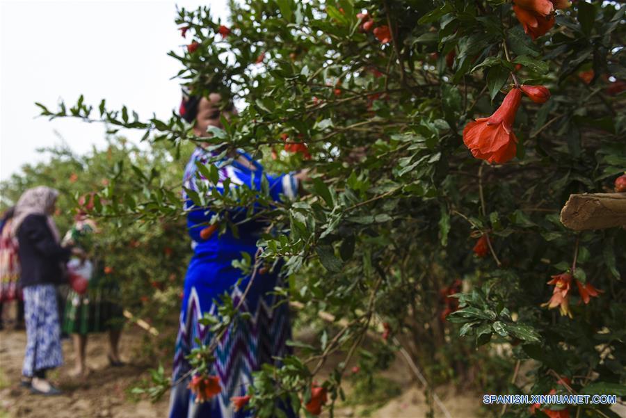 El camino de enriquecimiento de un pueblo uygur de Xinjiang