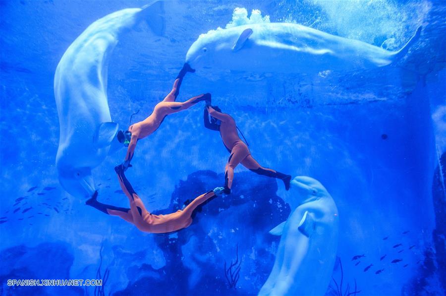 Nuevo espectáculo realizado por cuidadores y ballenas blancas en el parque océano polar Haichang en Tianjin