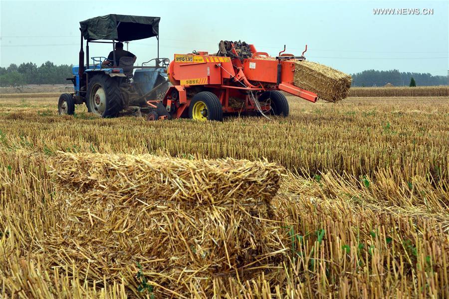 Granjeros reciclan paja en Liaocheng 2