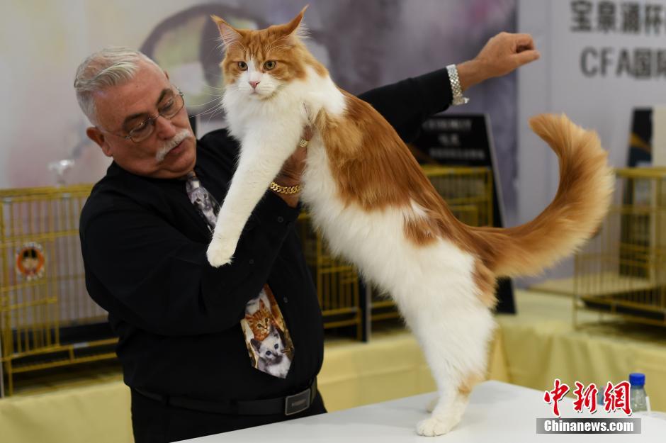 Encuentra tu favorito en el concurso de gatos de Taiyuan