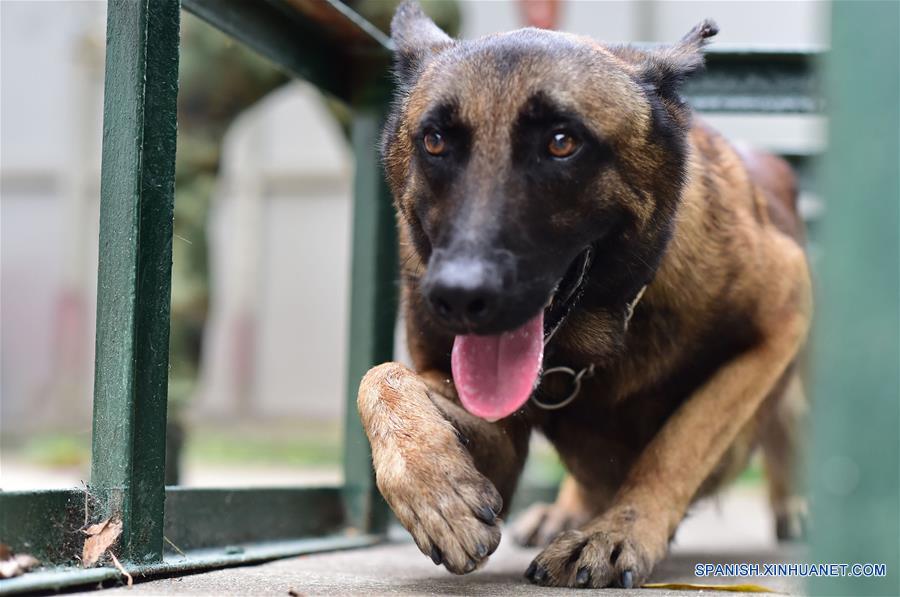Entrenamiento de perros detectores de drogas en Shenzhen
