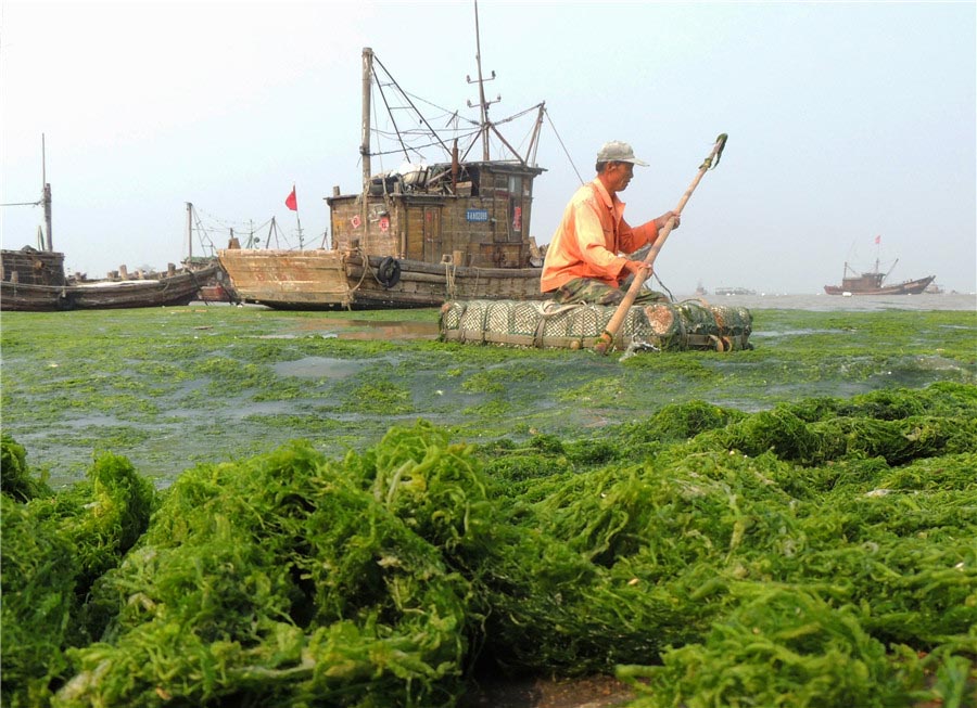 Mareas verdes afectan a la costa de Jiangsu