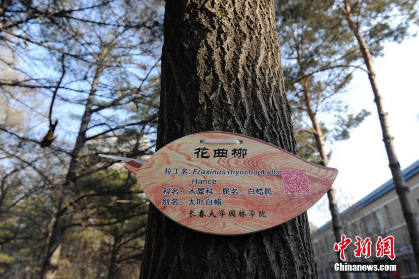 Universidad de Changchun cataloga sus árboles con tarjetas de identificación