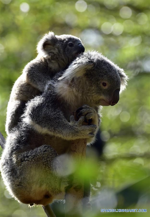 Parque Safari Chimelong, en Guangzhou