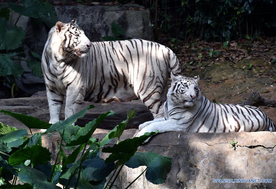 Parque Safari Chimelong, en Guangzhou