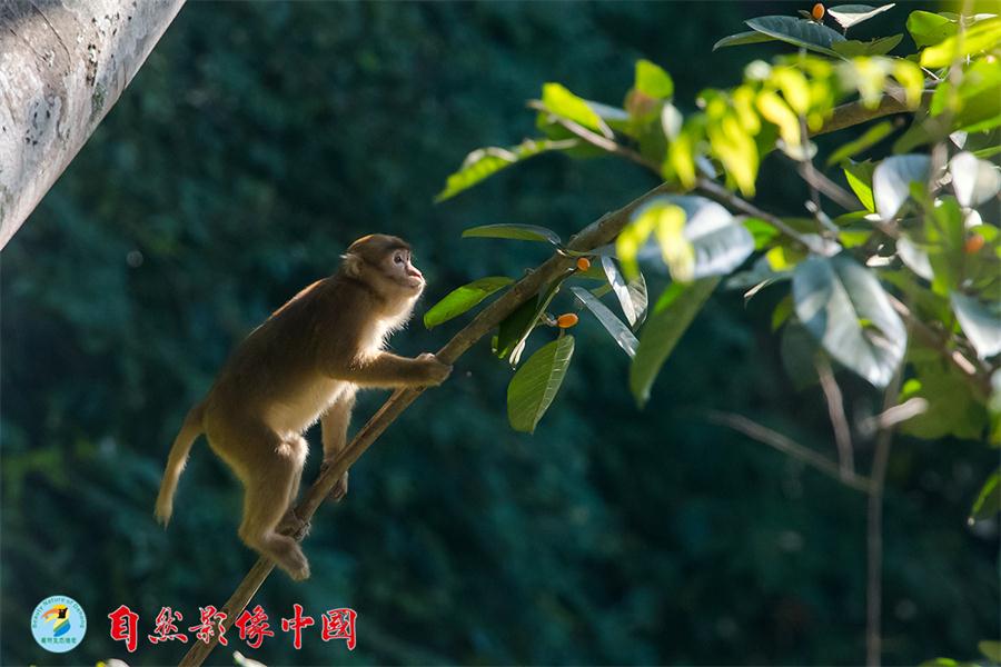 El macaco de Assam es familia del mono del Viejo Mundo. [Foto: proporcionada]