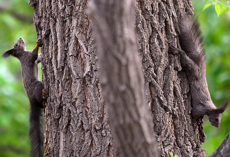 Una ardilla sube un árbol en el Jardín Botánico de Beijing. [Foto: proporcionada]