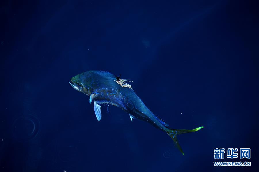Hermosos mahi-mahi en el Mar Meridional de China