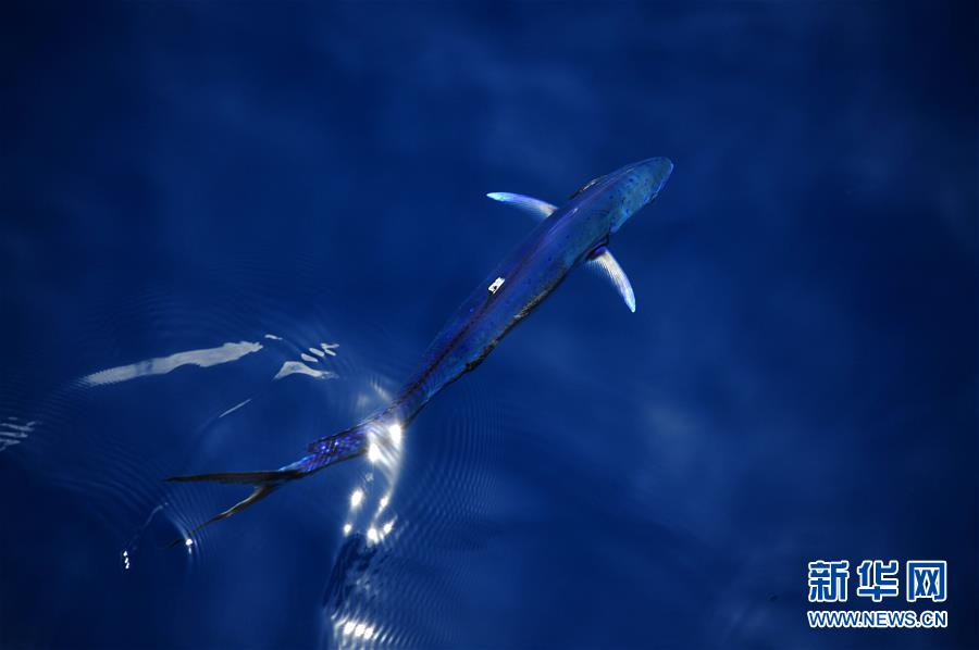 Hermosos mahi-mahi en el Mar Meridional de China